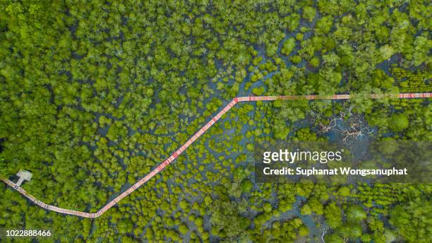 mangrove forest with red wood bridge - abu dhabi bridge stock pictures, royalty-free photos & images