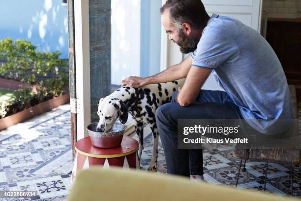 man giving his dalmatian dog water in a bowl - pet food stock pictures, royalty-free photos & images