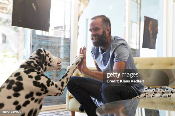 man doing high five with his dalmatian dog - loyalty fotografías e imágenes de stock