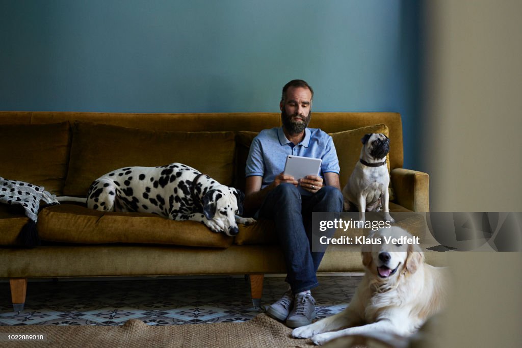 Man sitting in sofa looking at tablet, surrounded by his 3 dogs