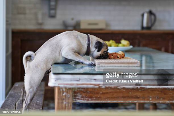 puck dog stealing pastry from dinner table in kitchen - cute pug - fotografias e filmes do acervo