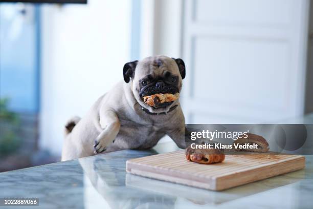 puck dog stealing pastry from dinner table in kitchen - naughty pet stock pictures, royalty-free photos & images