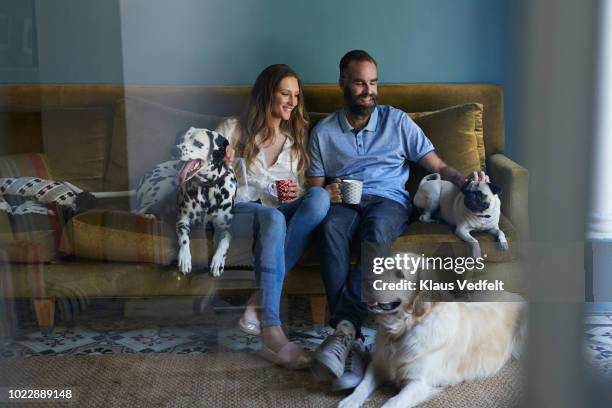 happy couple sitting in sofa with their 3 dogs - hygge bildbanksfoton och bilder