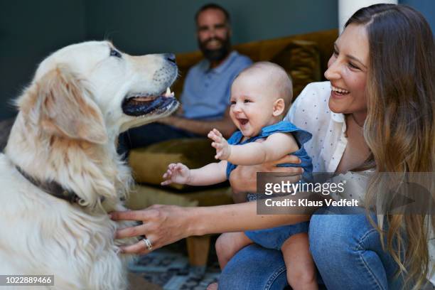 mother and new born baby playing with puck dog, father in background - family dog stock-fotos und bilder