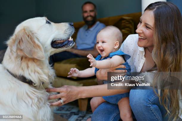 mother and new born baby playing with puck dog, father in background - hygge stockfoto's en -beelden