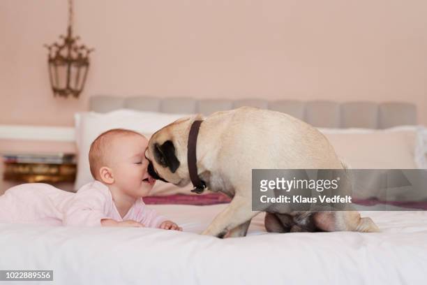 Puck dog licking new born baby in the face
