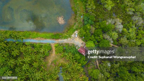 mangrove forest with red wood bridge - abu dhabi bridge stock pictures, royalty-free photos & images