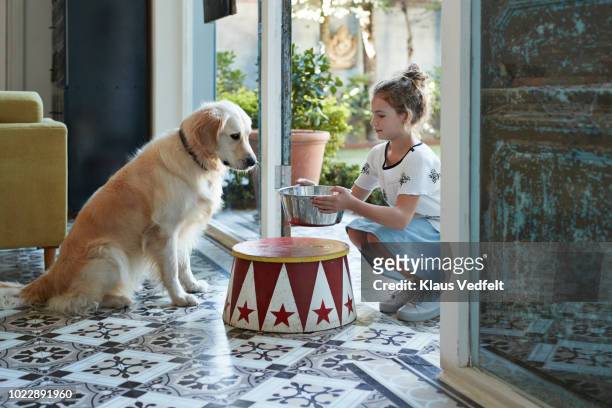 cute girl serving bowl of water for her golden retriever dog - dog bowl ストックフォトと画像