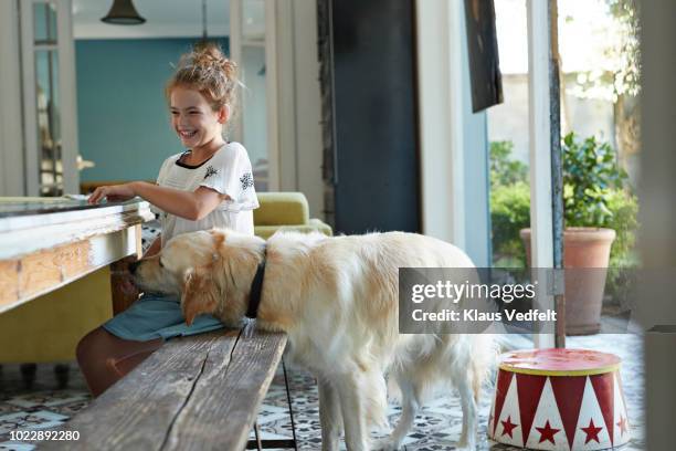 golden retriever dog eating from the hand of cute girl - dog eating a girl out stock pictures, royalty-free photos & images