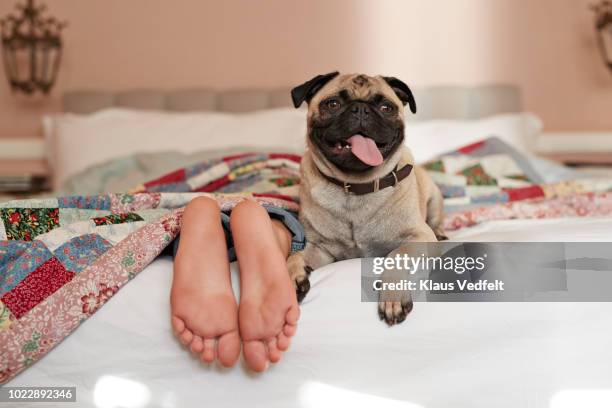 girls feet peeking out from under blanket, puck dog on top of bed - mopshond stockfoto's en -beelden