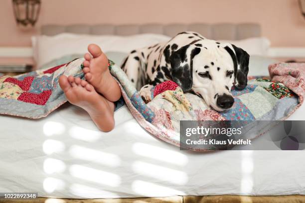 girls feet peeking out from under blanket, dalmatian dog on top of bed - legs crossed at ankle stock-fotos und bilder