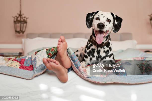 girls feet peeking out from under blanket, dalmatian dog on top of bed - dalmatian bildbanksfoton och bilder
