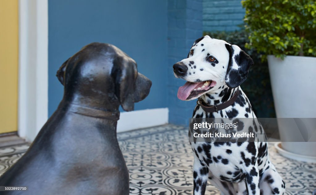 Dalmatian dog sitting on porch in front of statue of similar looking dog