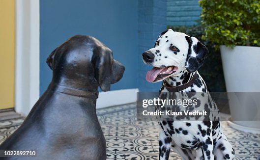 Dalmatian dog sitting on porch in front of statue of similar looking dog Dalmatian dog sitting on porch in front of statue of similar looking dog