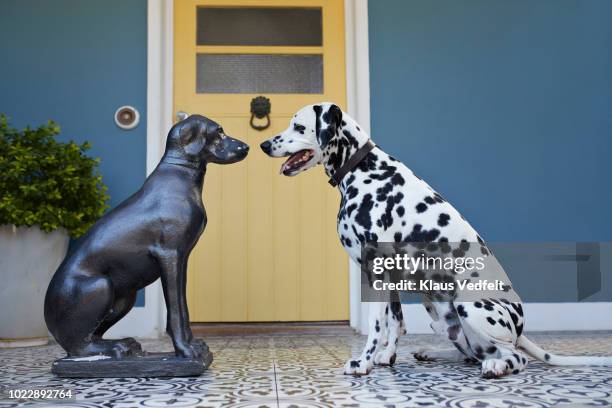 dalmatian dog sitting on porch in front of statue of similar looking dog - dalmatian dog stock pictures, royalty-free photos & images
