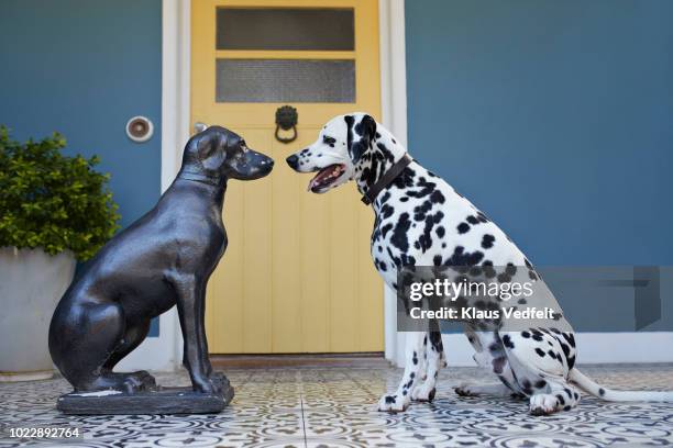 dalmatian dog sitting on porch in front of statue of similar looking dog - dalmatian bildbanksfoton och bilder