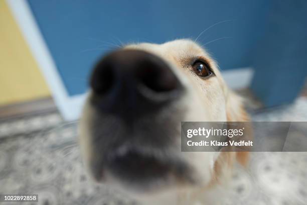 cute dog shot from pov / selfie angle - odorat photos et images de collection
