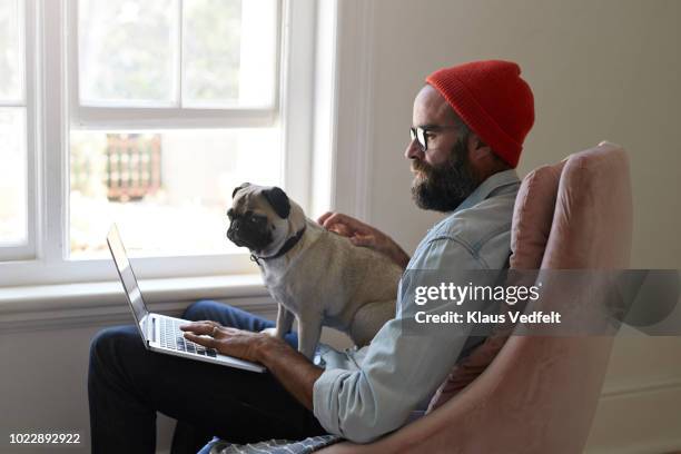 man sitting with laptop together with puck dog - man laptop dog stock pictures, royalty-free photos & images