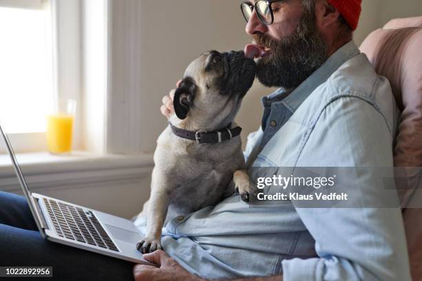 man sitting with laptop together with puck dog - working from home funny stock pictures, royalty-free photos & images