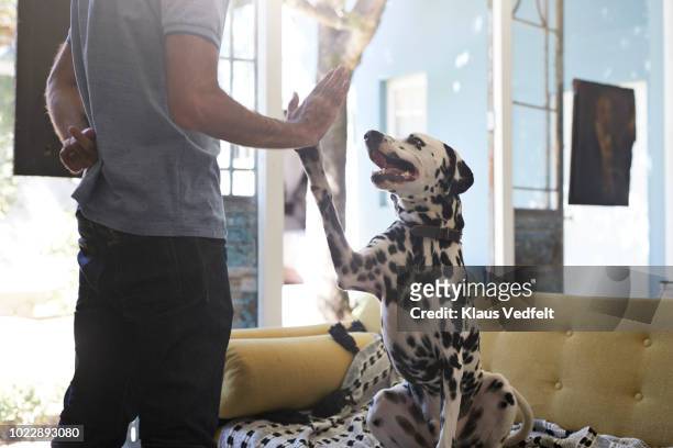 man doing high five with his dalmatian dog - dalmatian dog photos et images de collection