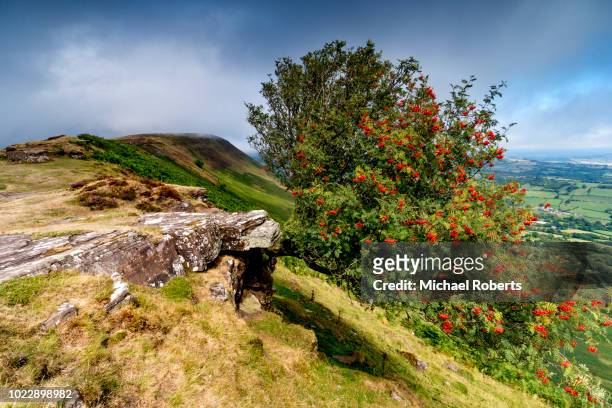 rowan tree or mountain ash (sorbus) on black hill in the black mountains, brecon beacons national park, wales - rowan tree stock pictures, royalty-free photos & images