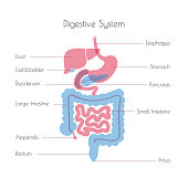 Vector illustration of human digestive system
