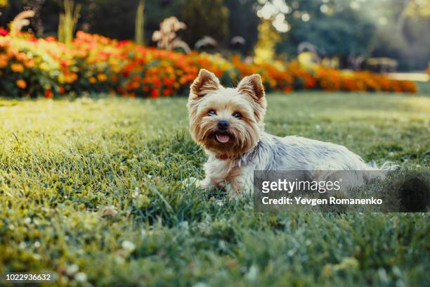 beautiful yorkshire terrier dog laying on the green grass - princess beatrice of york stockfoto's en -beelden