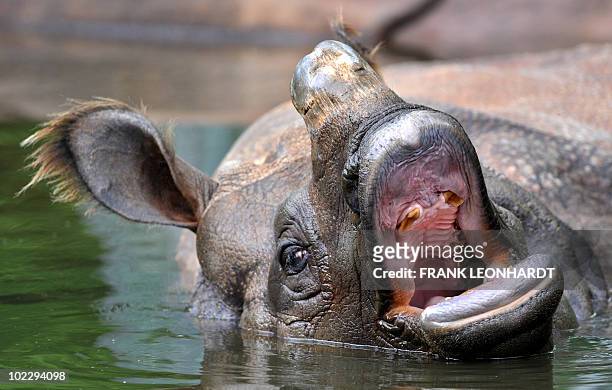 An Indian Rhinoceros yawns as it takes a bath in its pond on June 22, 2010 at the Tierpark Hellabrunn zoo in Munich. The Indian Rhinoceros is a large...