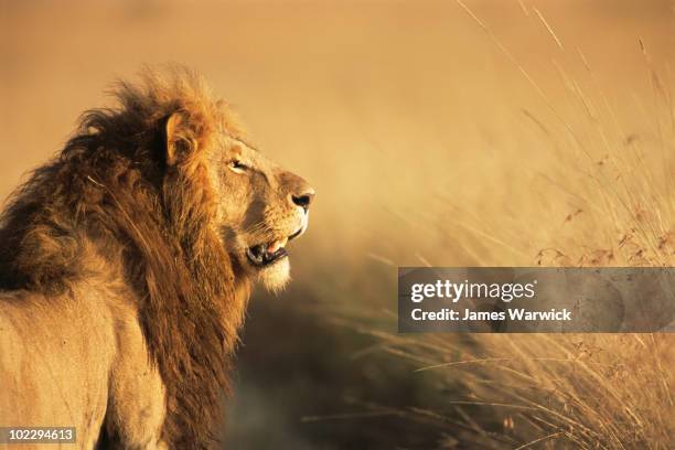 lion profile - safari animals stock pictures, royalty-free photos & images
