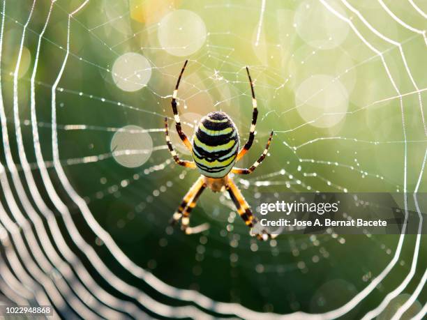 spiderweb and spider in the grass, of the species wasp spider (argiope bruennichi), illuminated by the light of the sun with water drops after the rain. spain. - orb web spider stock pictures, royalty-free photos & images