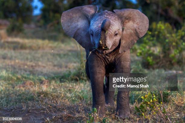 african elephant baby feeding - african elephant calf stock pictures, royalty-free photos & images