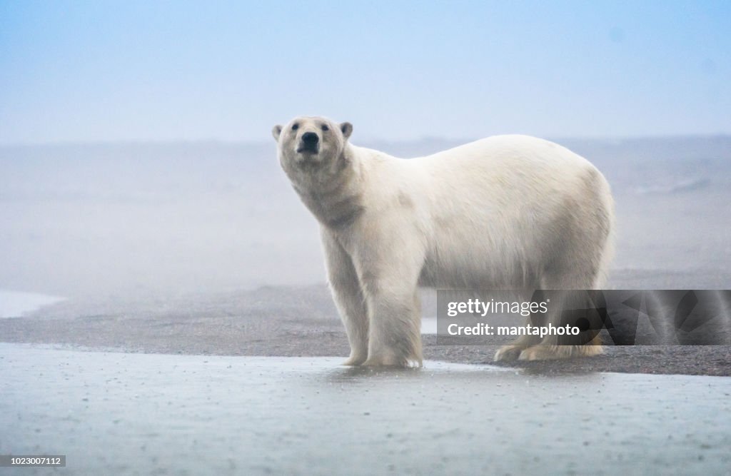 Polar Bear