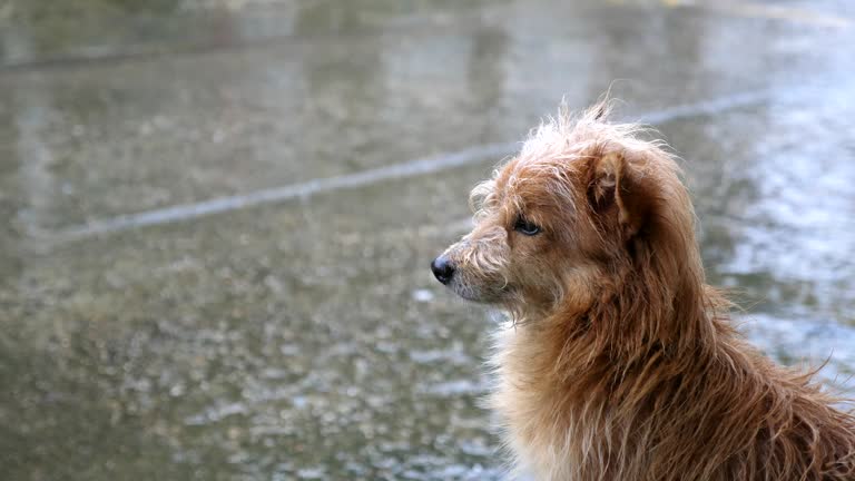 5,264 Sad Animals Videos and HD Footage - Getty Images 5,264 Sad Animals Videos and HD Footage - Getty Images