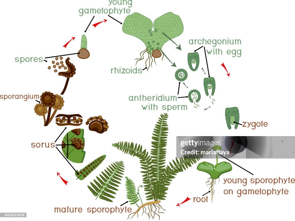 Life Cycle Of Fern Plant Life Cycle With Alternation Of Diploid ...