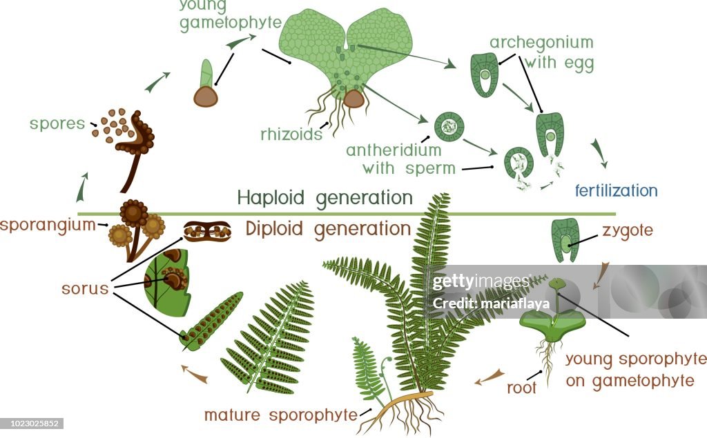 Life Cycle Of Fern Plant Life Cycle With Alternation Of Diploid ...