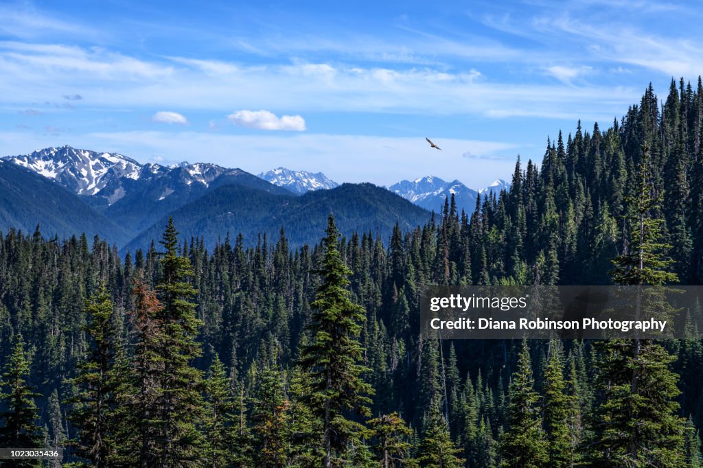 Red-tailed hawk soaring over Hurricane Ridge, Olympic Mountains, Olympic National Park, Washington State