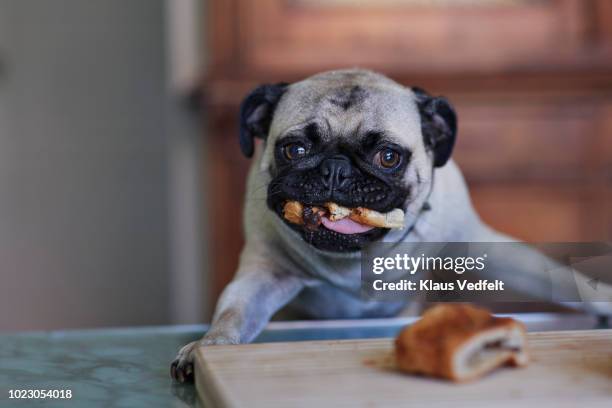 puck dog stealing pastry from dinner table in kitchen - dog stealing food stock pictures, royalty-free photos & images