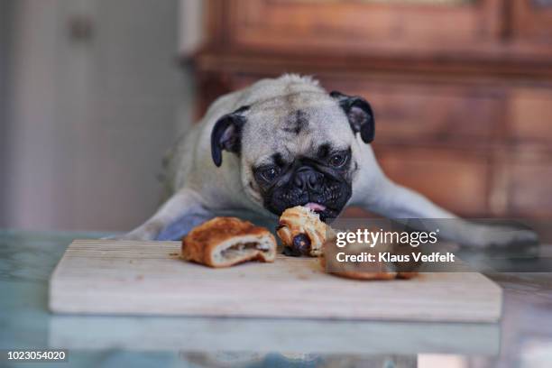 puck dog stealing pastry from dinner table in kitchen - dog stealing food stock-fotos und bilder