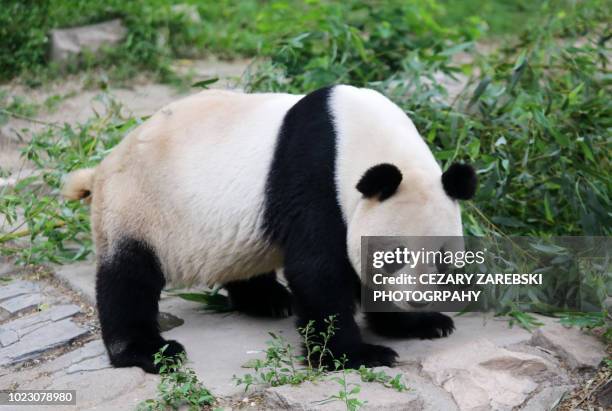 pandas on show at china's largest breeding programme - bambusblatt stock-fotos und bilder