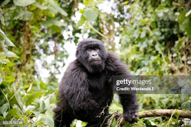 africa, democratic republic of congo, mountain gorilla in jungle - virunga national park stock pictures, royalty-free photos & images
