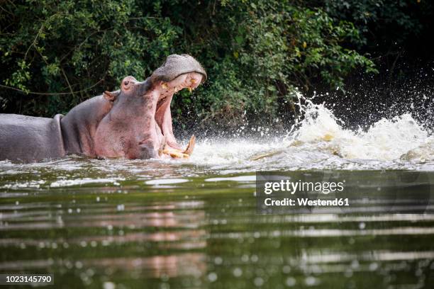 uganda, lake victoria, hippopotamus in lake with open mouth - hippopotamus stock pictures, royalty-free photos & images
