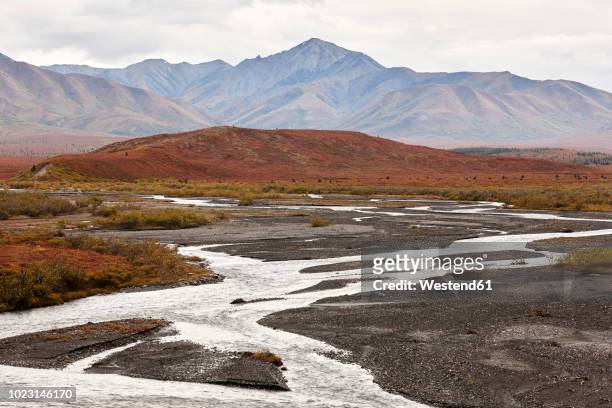 usa, alaska, denali national park in autumn - denali national park stock pictures, royalty-free photos & images