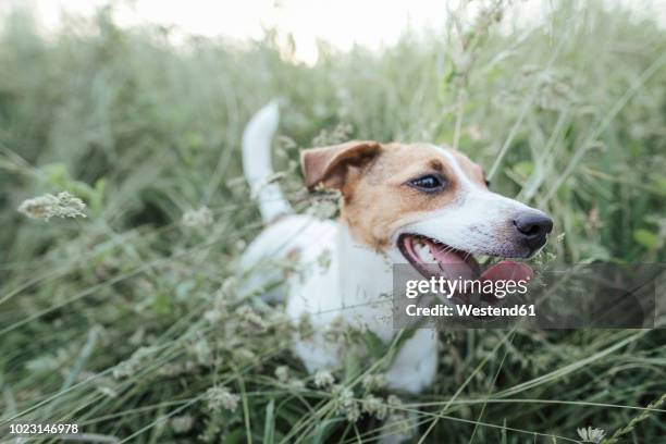 portrait of jack russel terrier on a meadow - hecheln stock-fotos und bilder