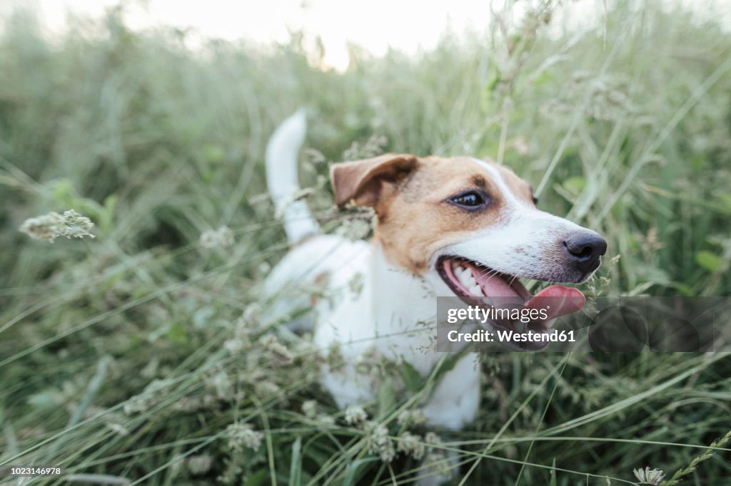 Portrait of Jack Russel Terrier on a meadow