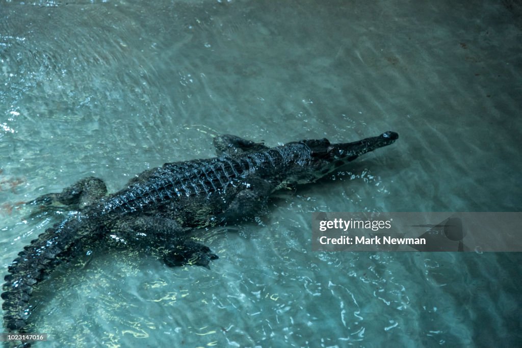 African slender-snouted crocodile
