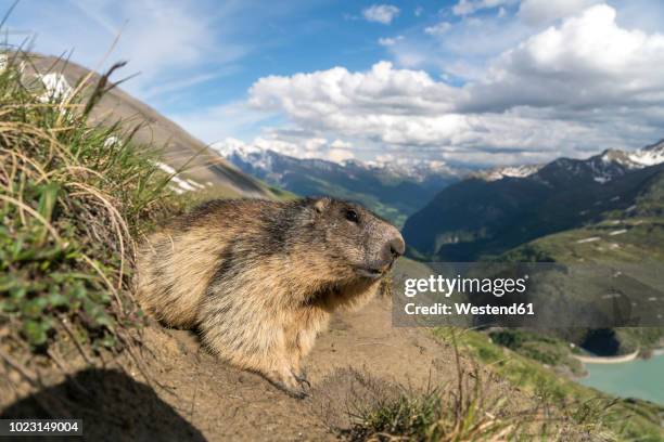 austria, high tauern national park, marmot - alpenmurmeltier stock-fotos und bilder