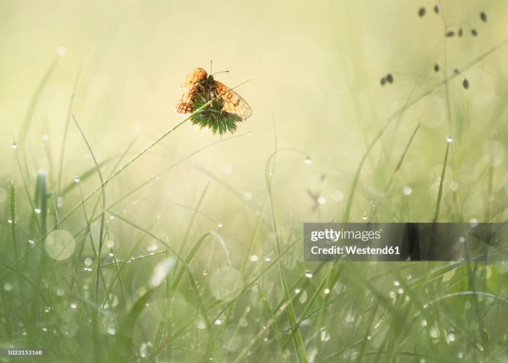 Butterfly on blade of grass