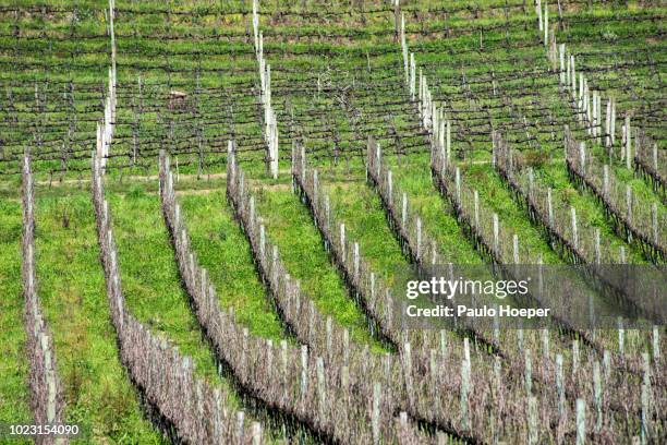 valley of the vineyards, brazil - merlot ストックフォトと画像