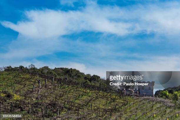 valley of the vineyards, brazil - merlot ストックフォトと画像