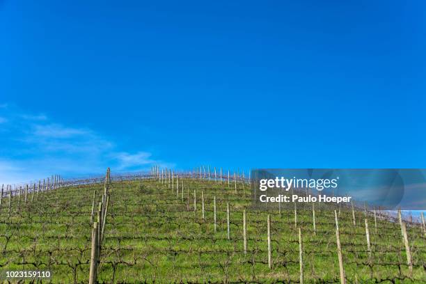 valley of the vineyards, brazil - merlot stock pictures, royalty-free photos & images